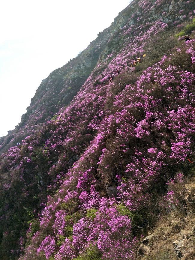 �������ǲ�(�й���)�ٷ���վ